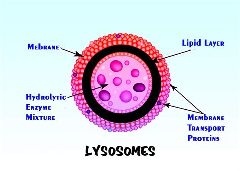 how are lysosomescompared to a factory